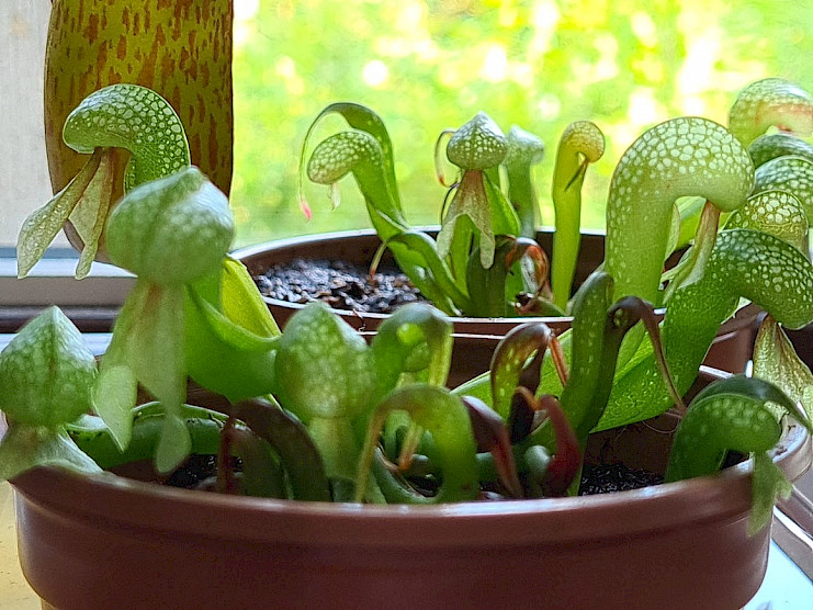 Darlingtonia californica