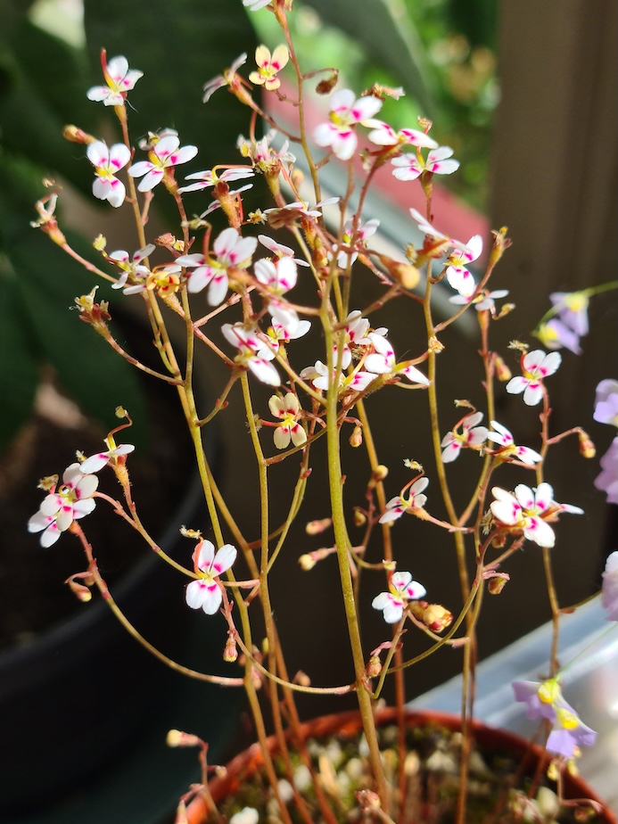 Stylidium debile