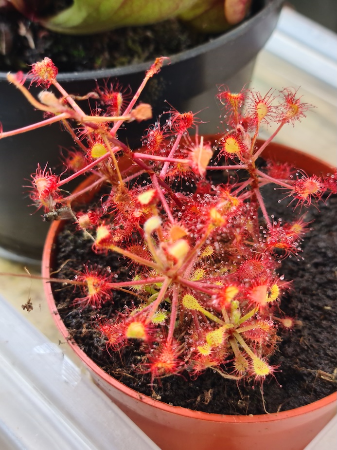 Drosera madagascariensis