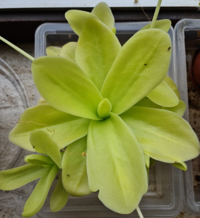 Pinguicula gigantea