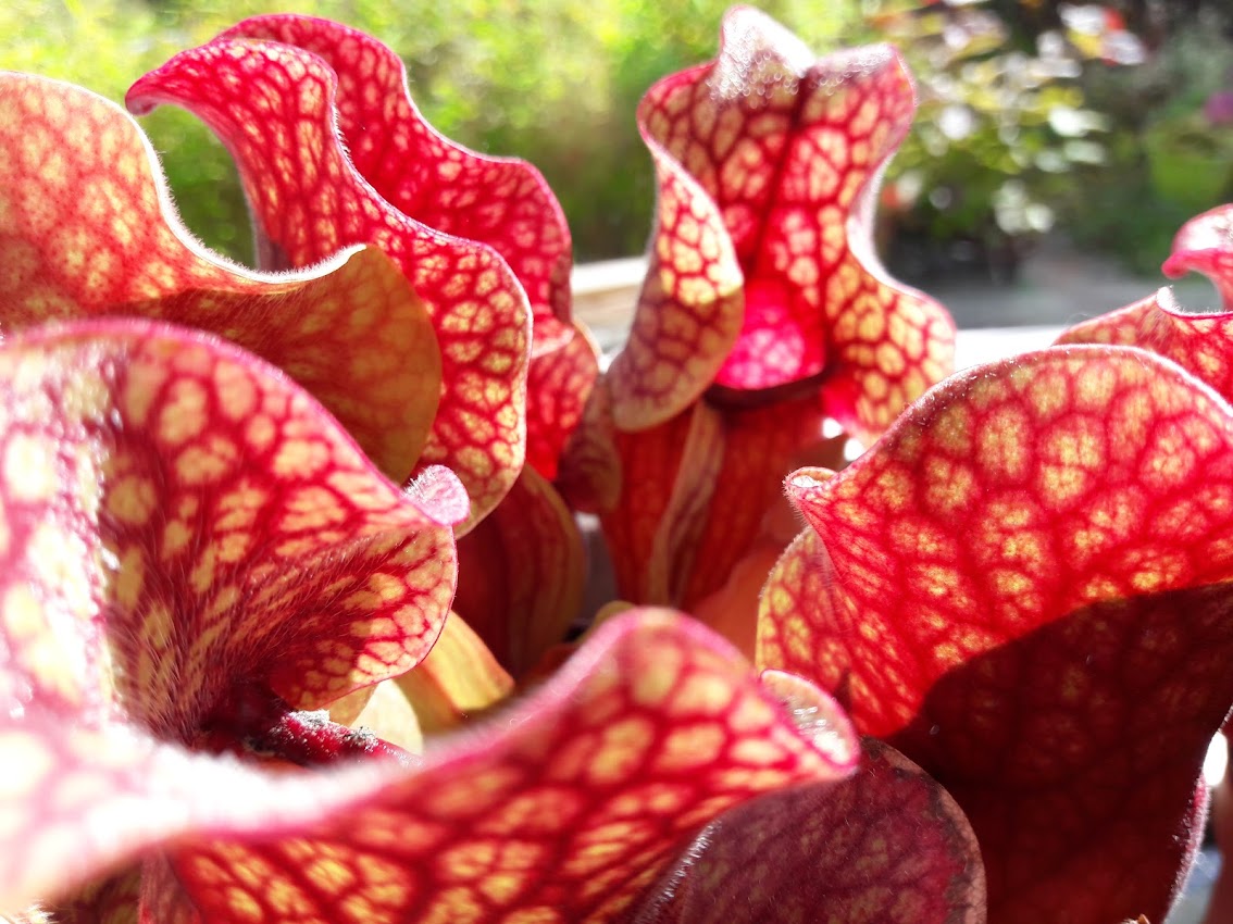 Sarracenia purpurea var. venosa