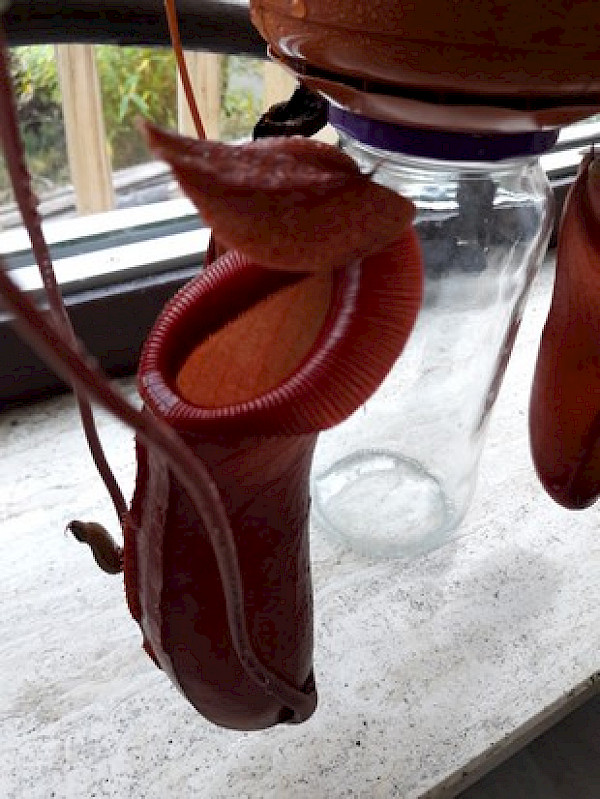 Nepenthes x ‘Ventrata’