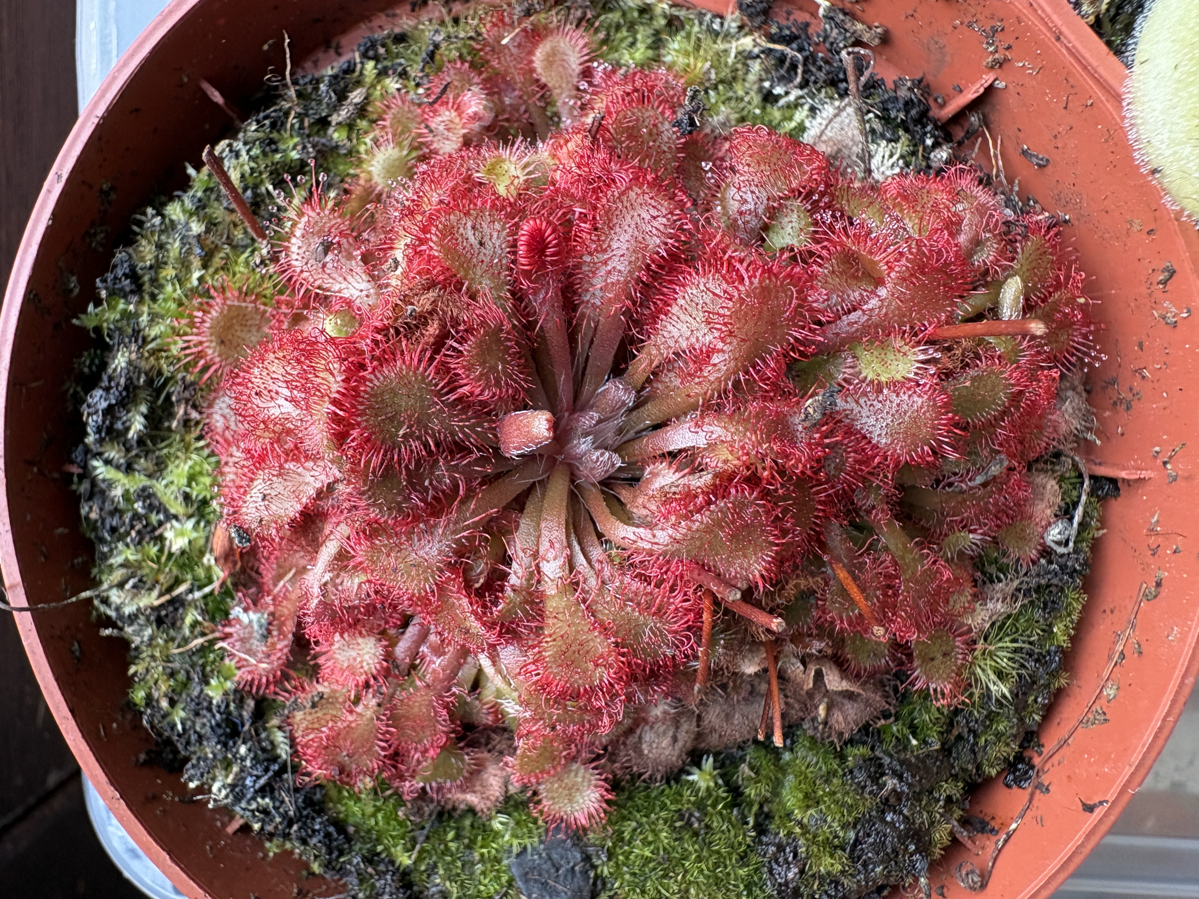 Drosera capillaris × Drosera spatulata