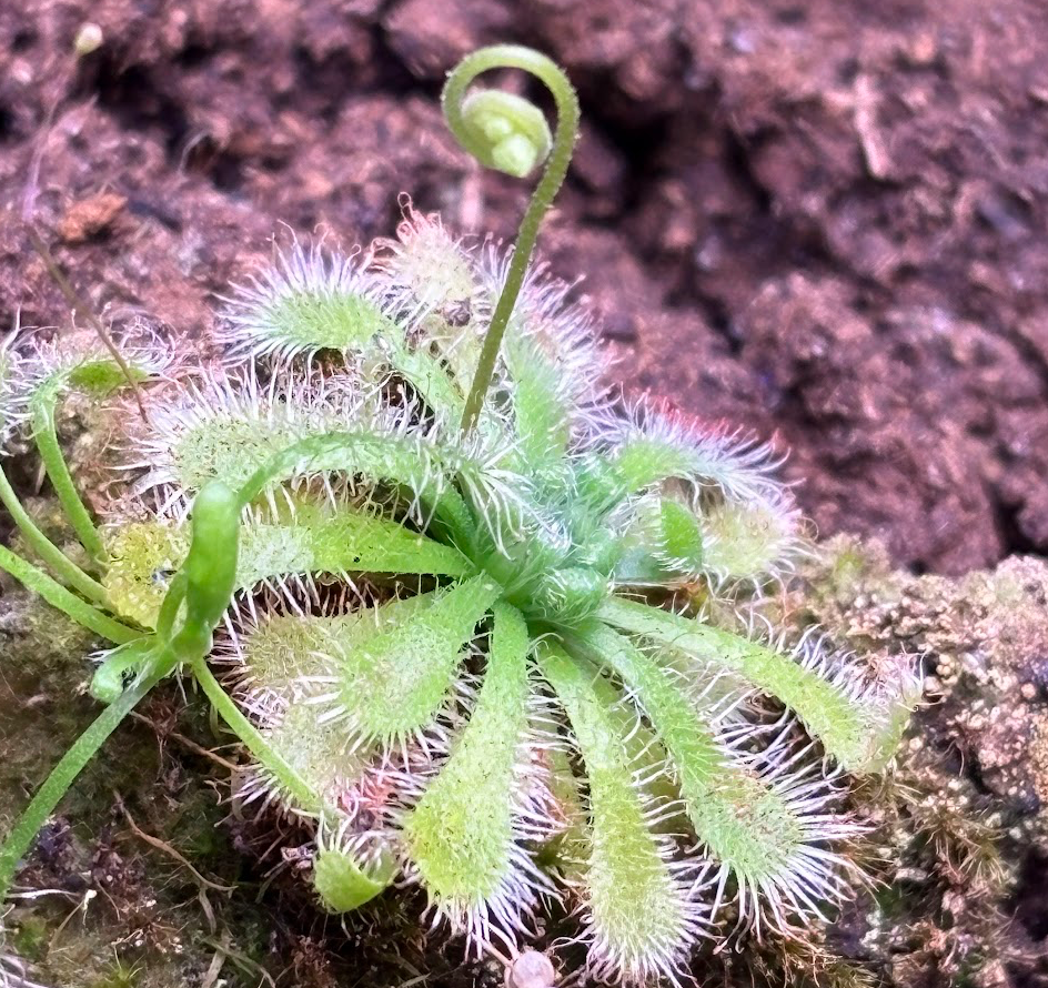 Drosera rotundifolia