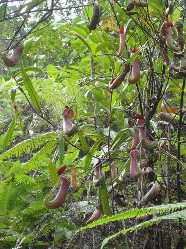 Nepenthes albomarginata