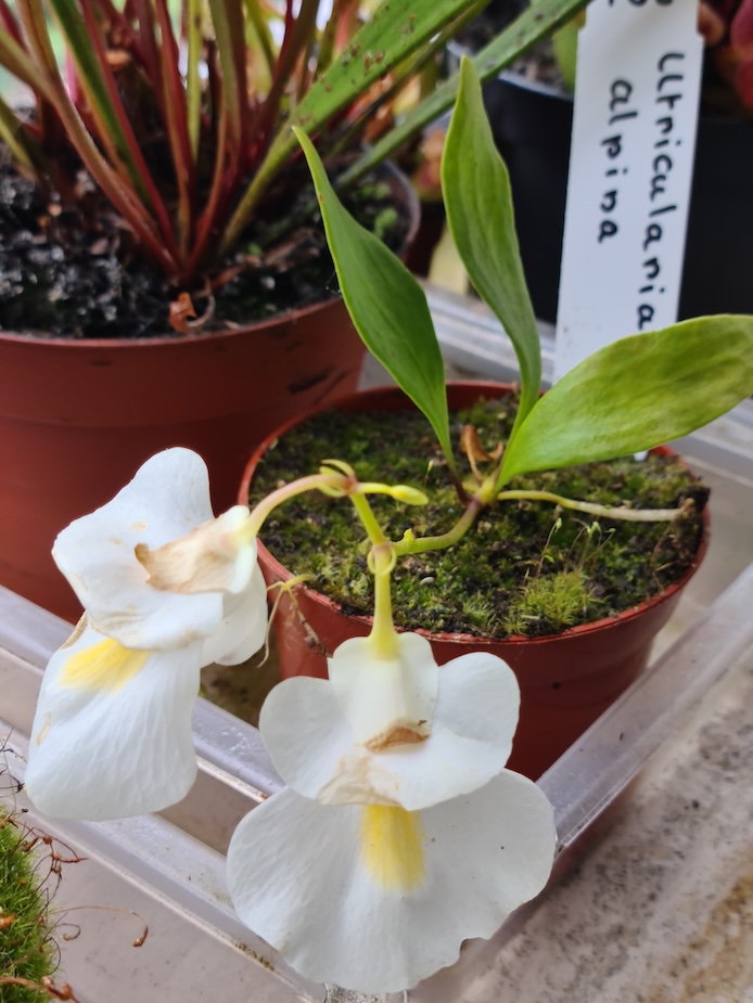 Utricularia alpina