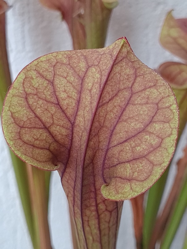 Sarracenia x ‘Velvet’