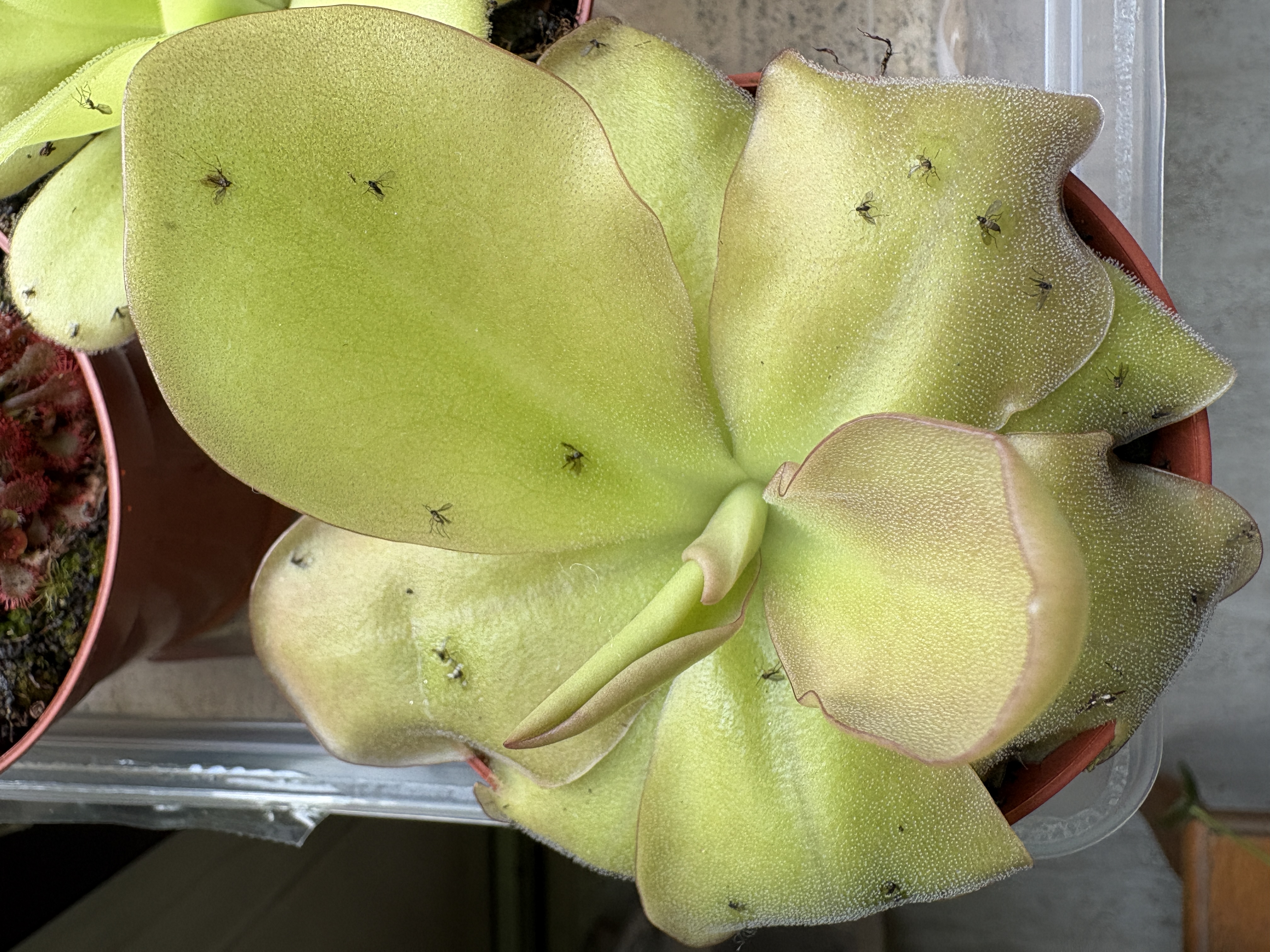 Pinguicula guatemala