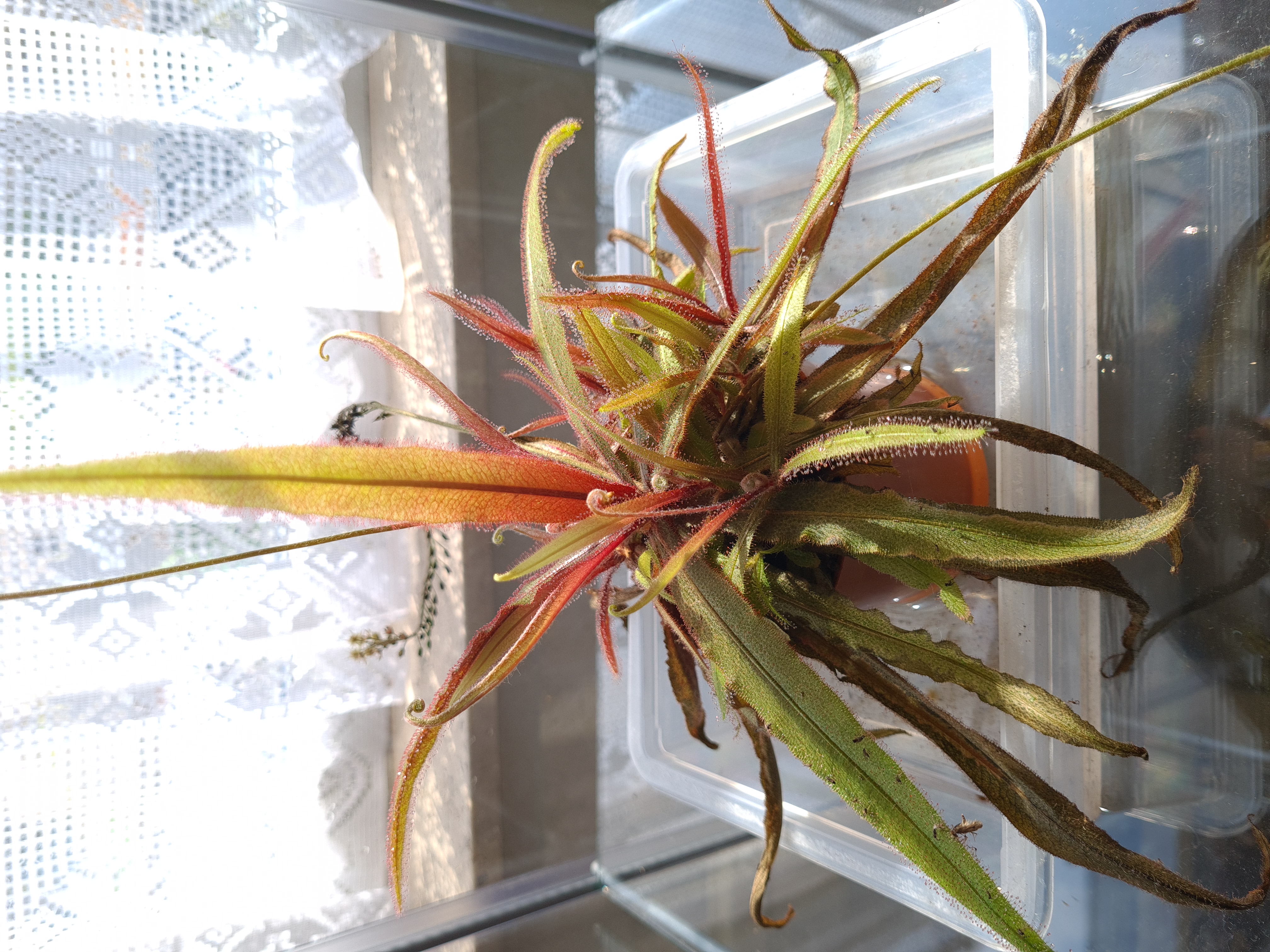 Drosera adelae