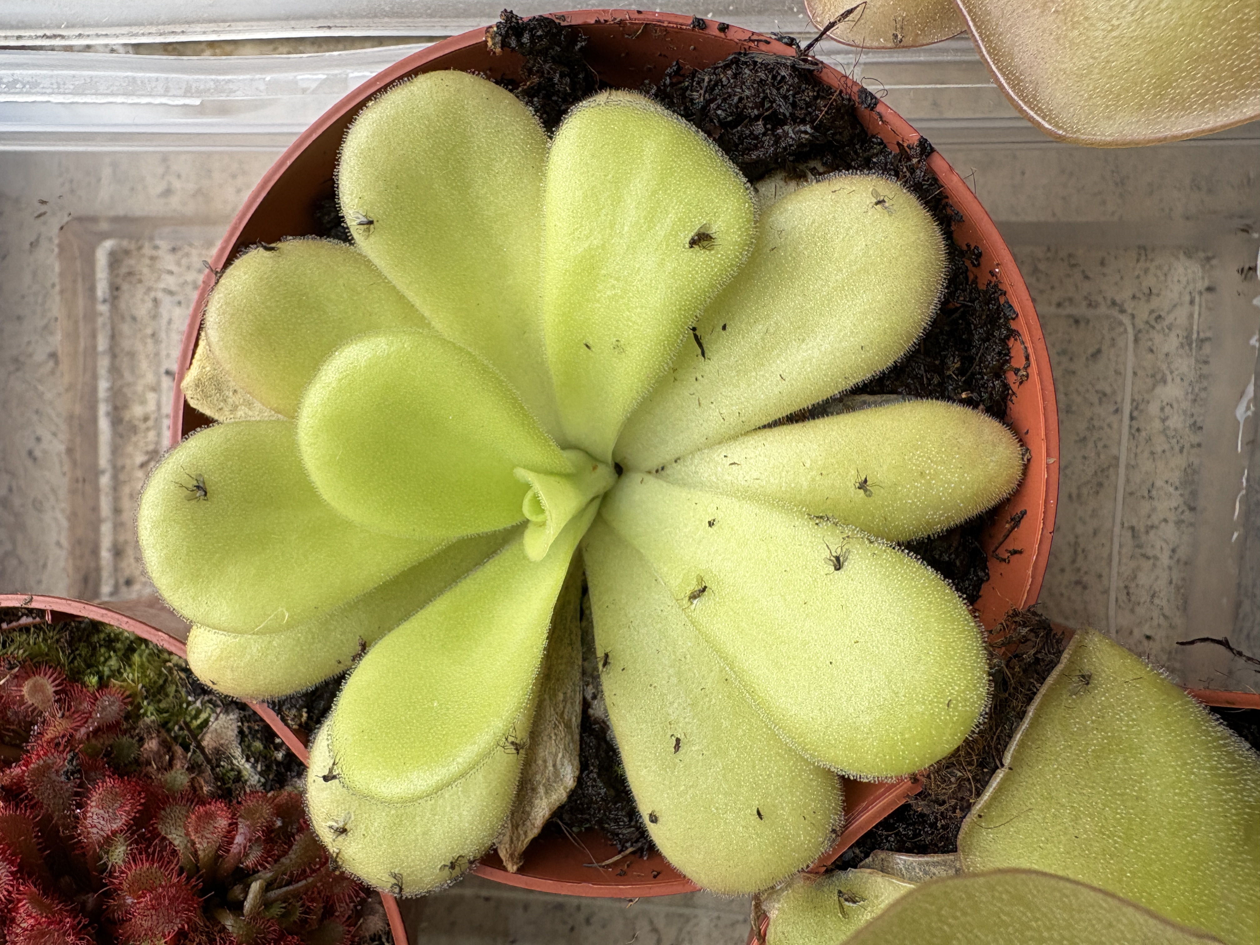 Pinguicula agnata
