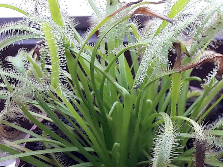 Drosera capensis var. alba