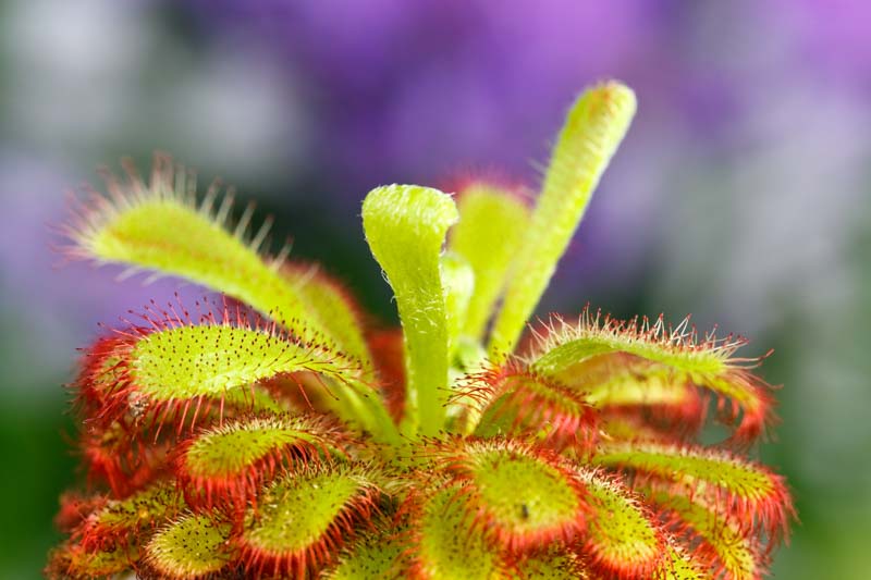 Drosera aliciae